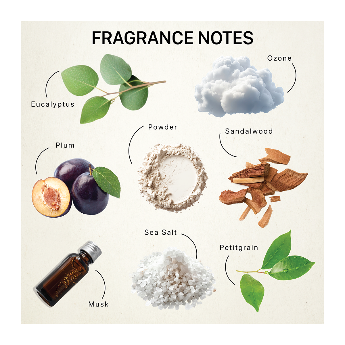 Fragrance ingredients including eucalyptus, ozone, plum, powder, sandalwood, musk, sea salt and petitgrain