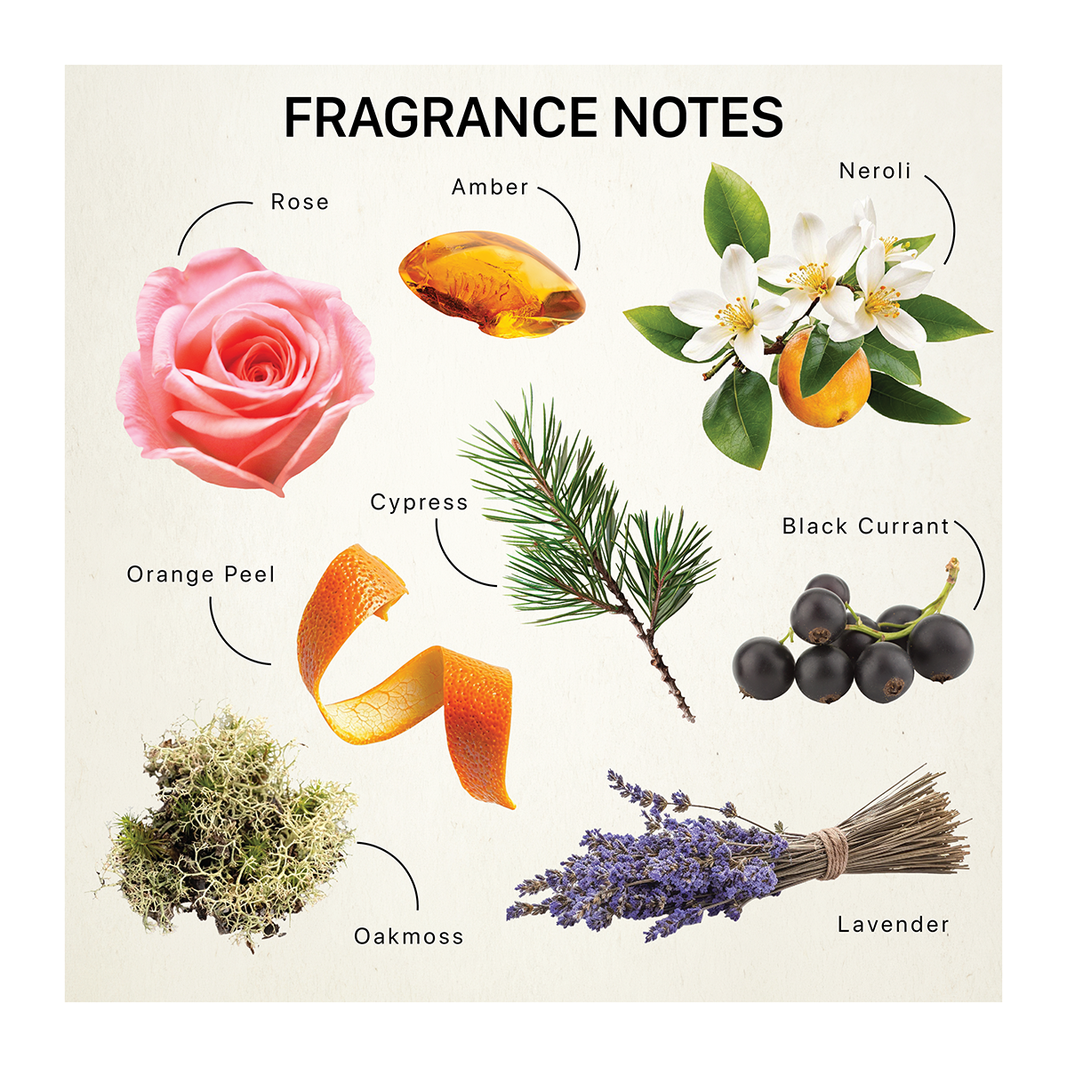 Fragrance ingredients including rose, amber, neroli, orange peel, cypress, black currant, lavender, and oakmoss