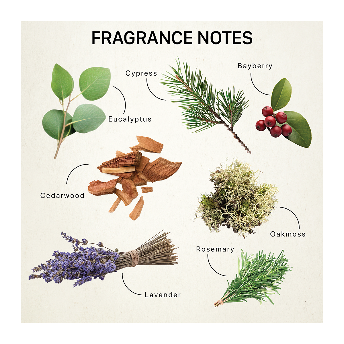 Fragrance ingredients including eucalyptus, cypress, bayberry, oakmoss, cedar wood, lavendar, and rosemary